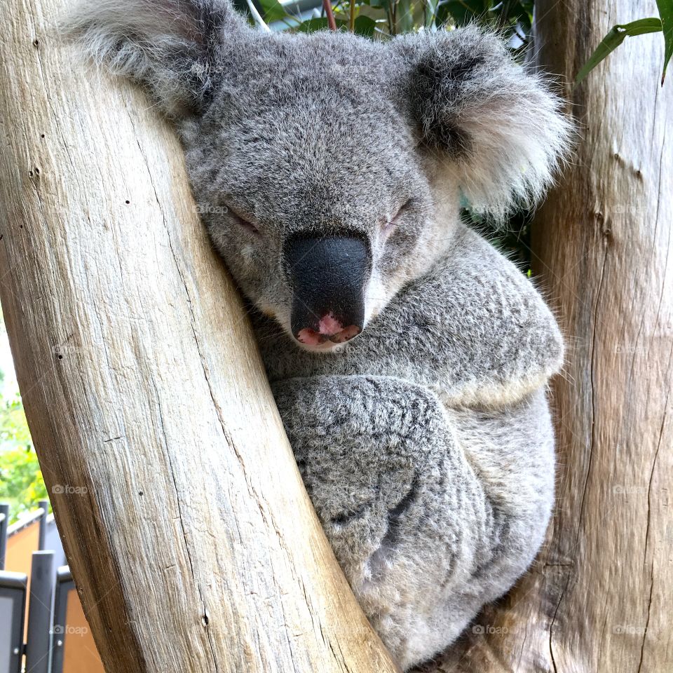 koala 