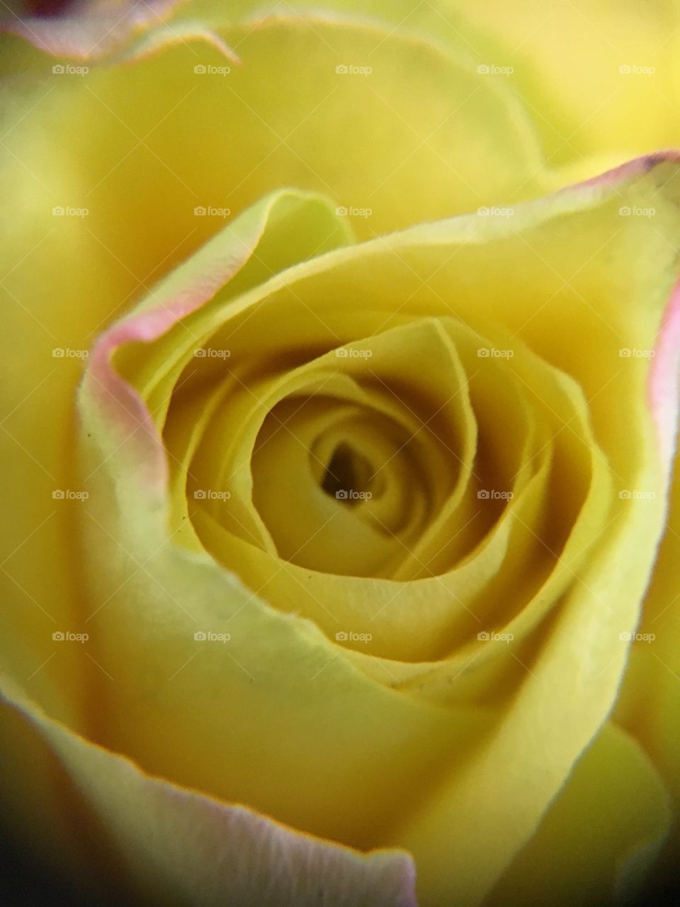 Close up yellow rose