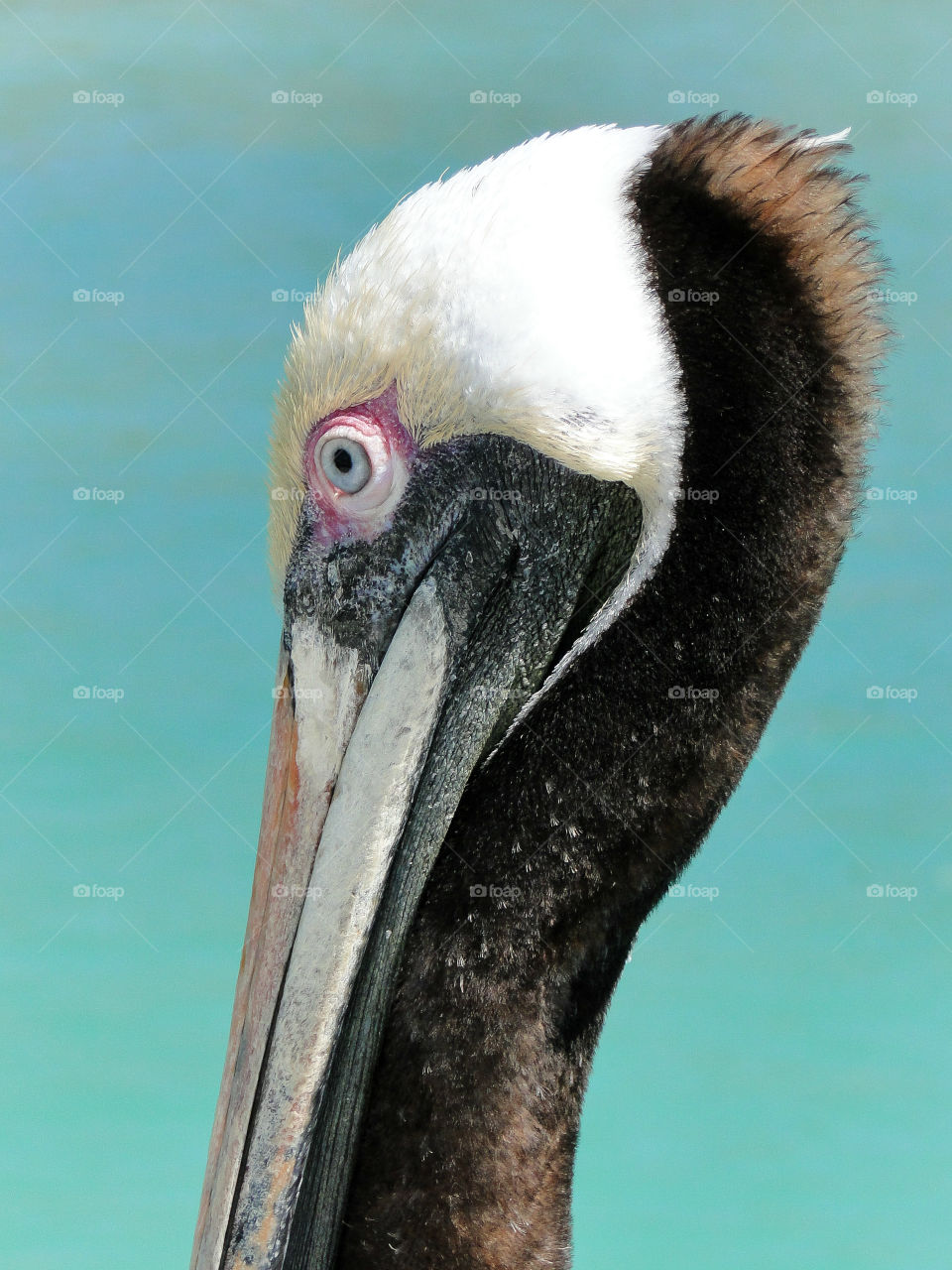 Pelican II