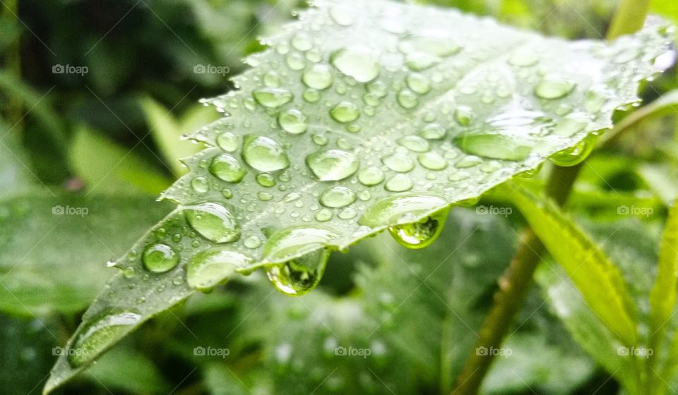 Leaf with raindrops