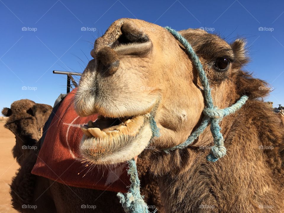 Close-up of camel