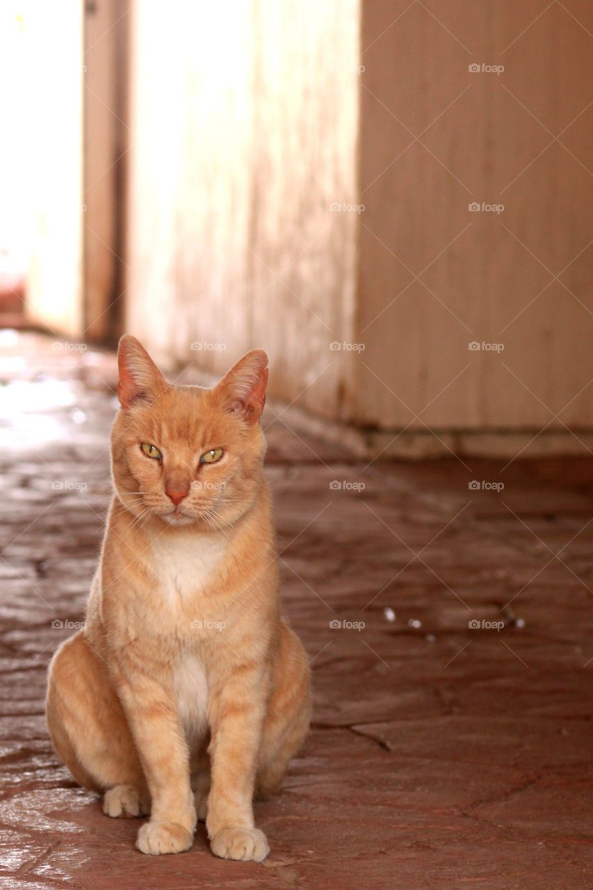 Tabby cat looking at camera