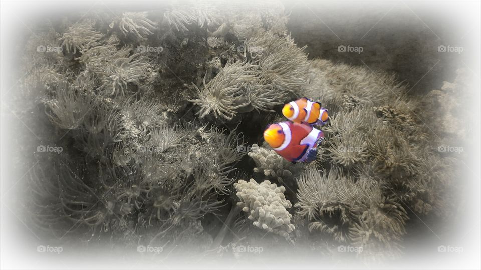B & W of Clown Fish. Just some slight photo editing of the clown fish
