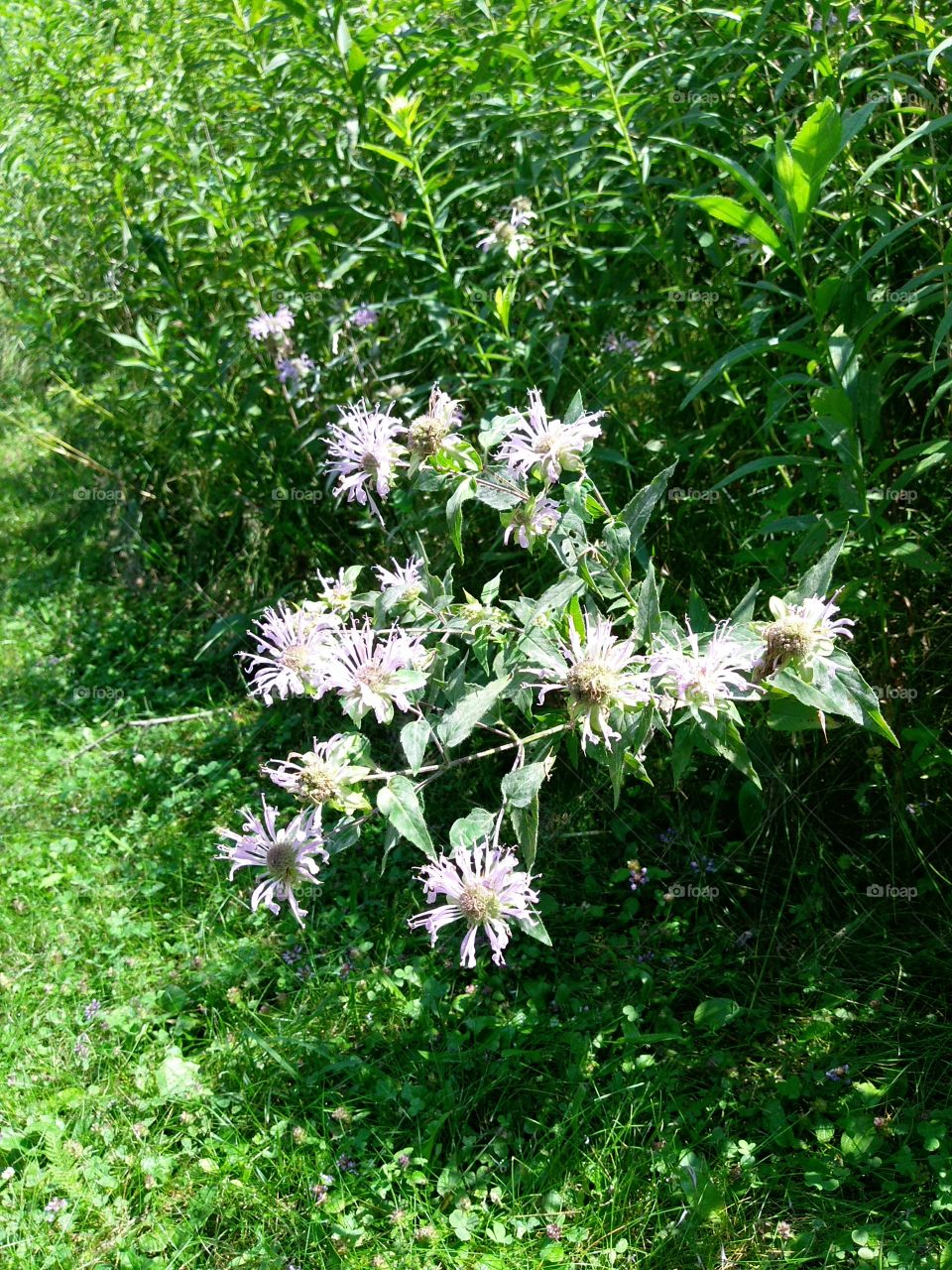 Flowers In The Woods