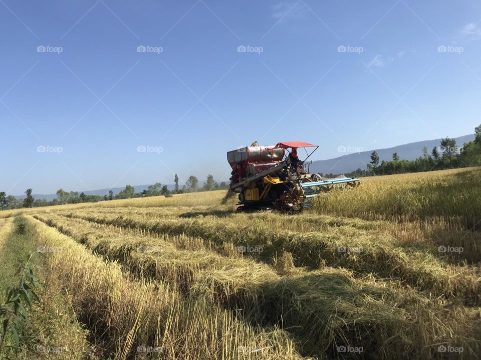 Harvest 