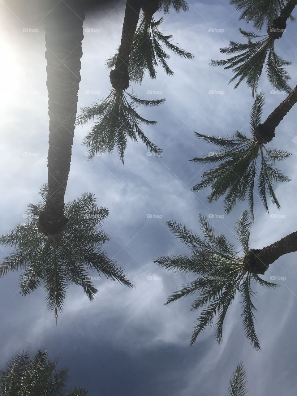 Palms in the desert. 