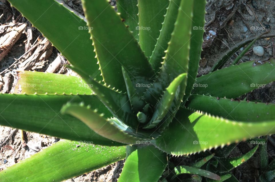 Maguey seen from above 