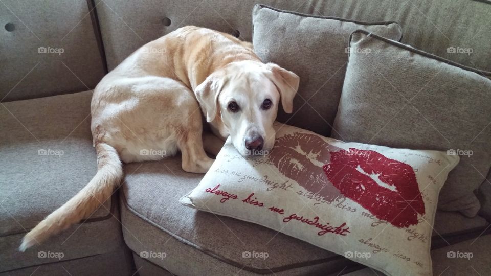 yellow lab on couch cuddling a pillow
