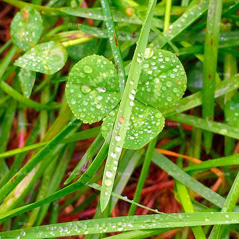 Rain on the Clover