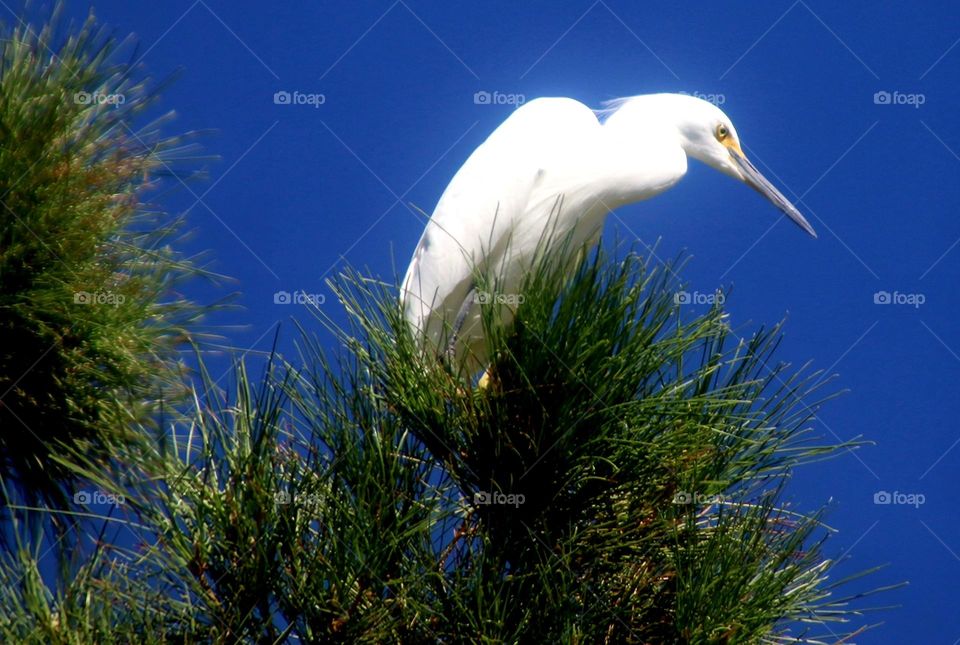 Egret in a Pine Tree