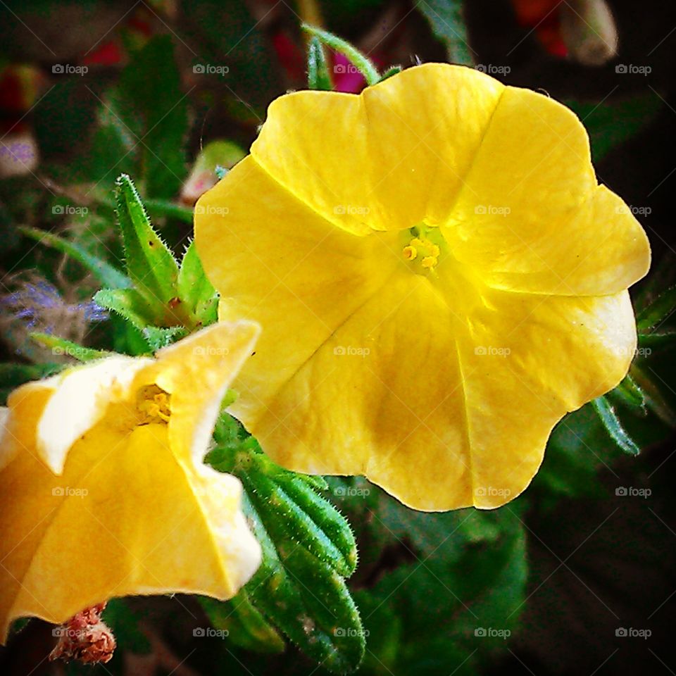 yellow flower. flower in the hospital garden