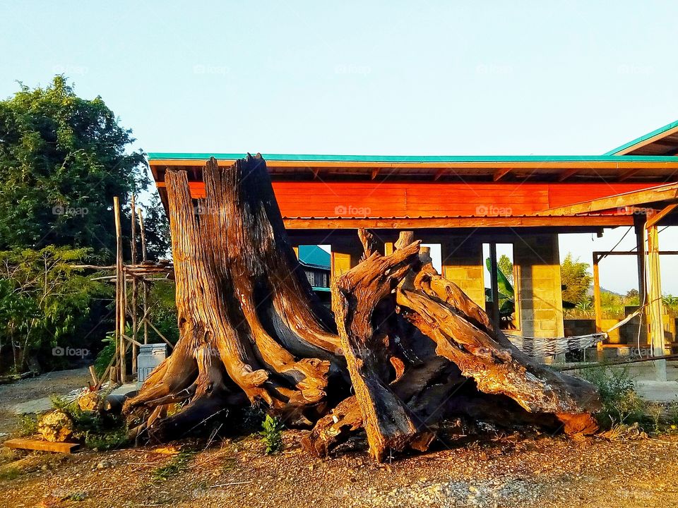 Tree stump, tree root, tree wreck, tree trunk, decay