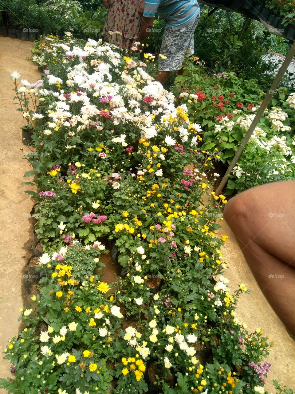 srilanka flowers garden