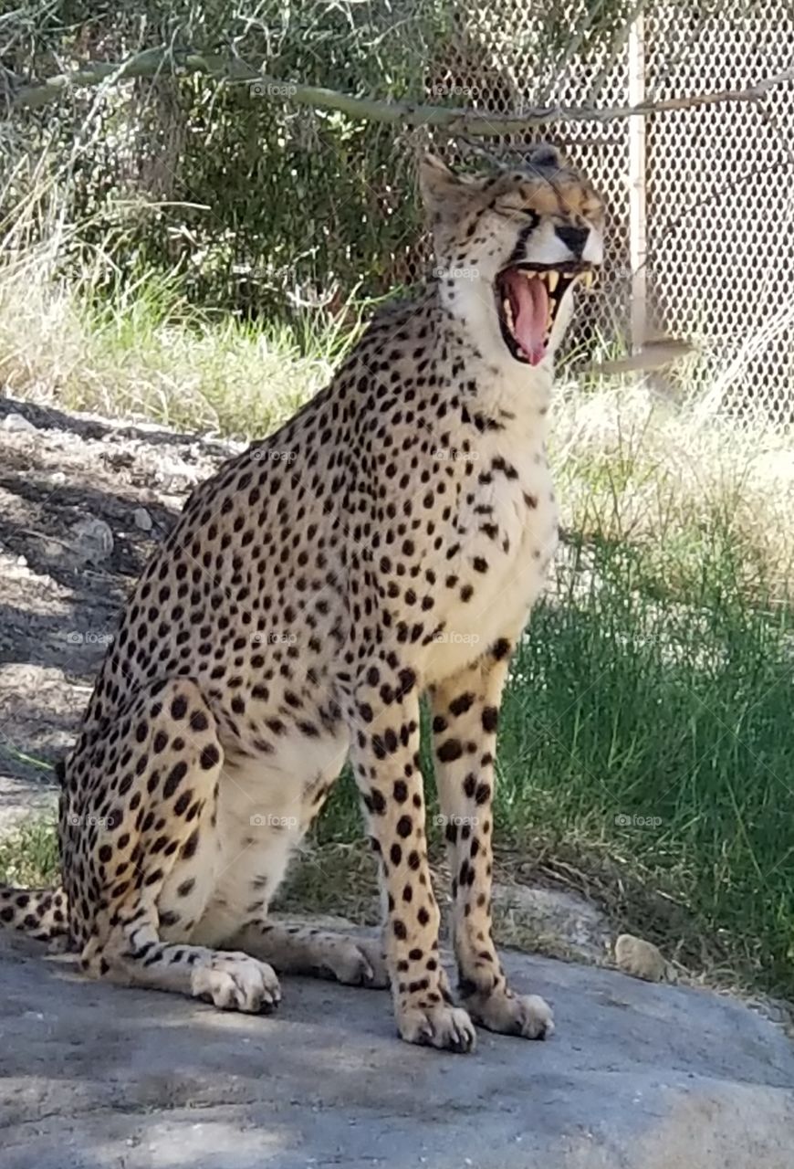 The Laughing Cheetah