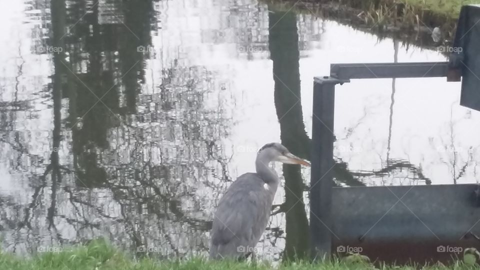 a heron by the side of the ditch