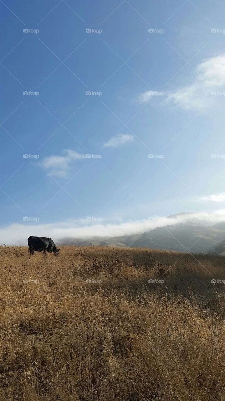 Cattle grazing. Cow grazing dry grass. Fog rolling in.