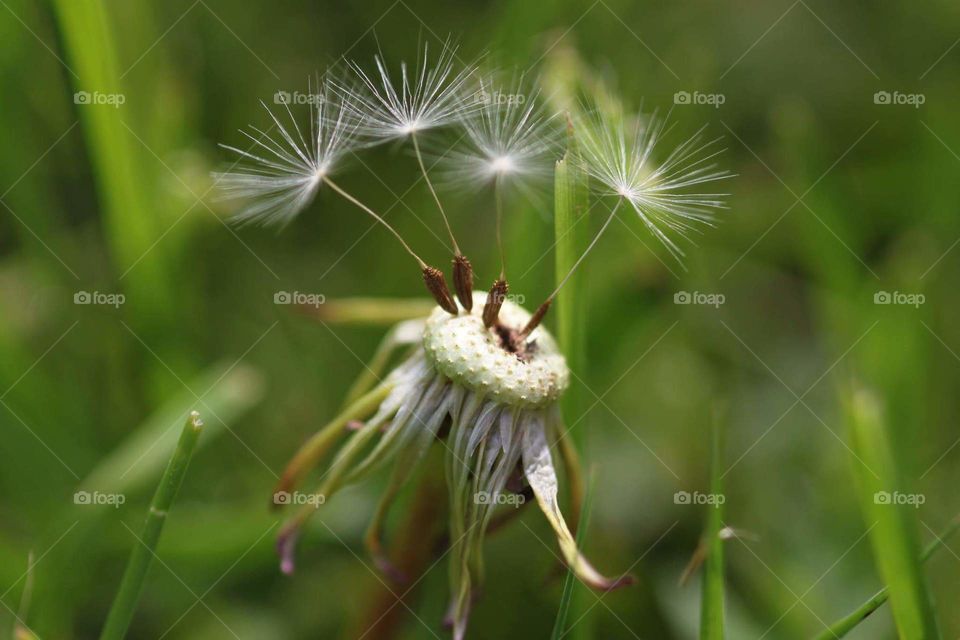 The dandelion flies away...just love them👍