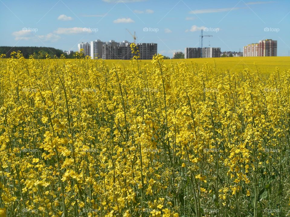 beautiful countryside nature landscape and city building houses