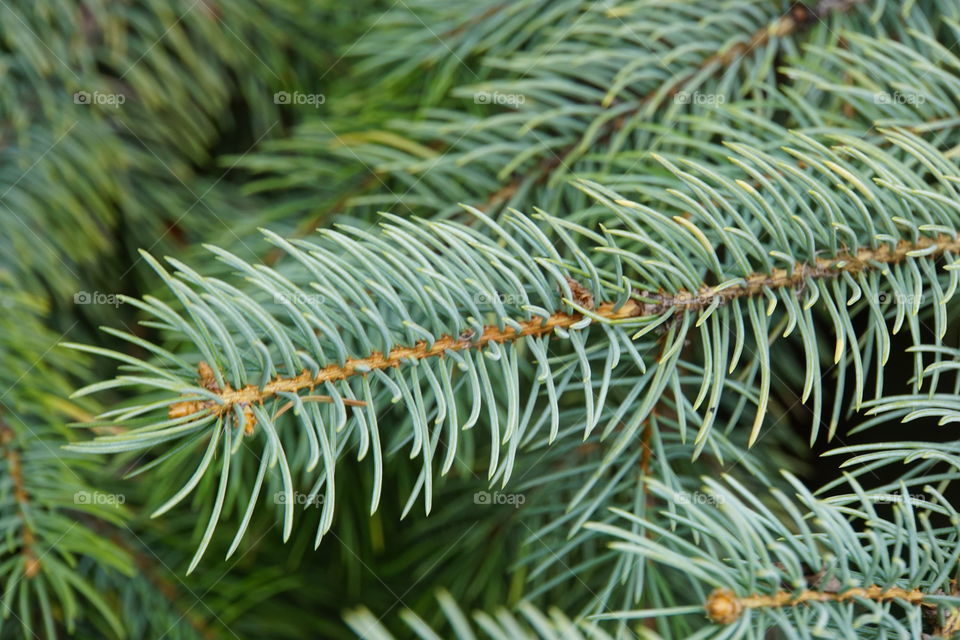 Macro photography of an evergreen pine tree 