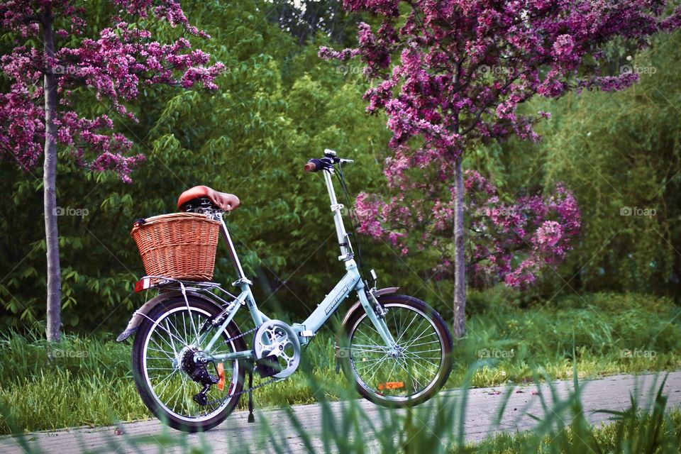 bicycle with a basket on a blossoming alley
