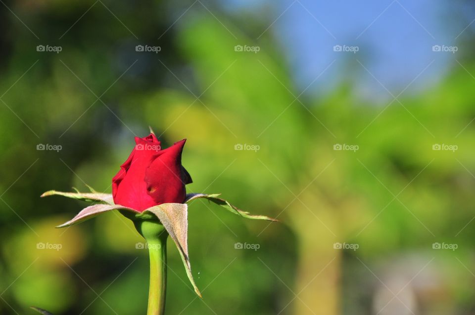 Nature, No Person, Leaf, Flower, Summer