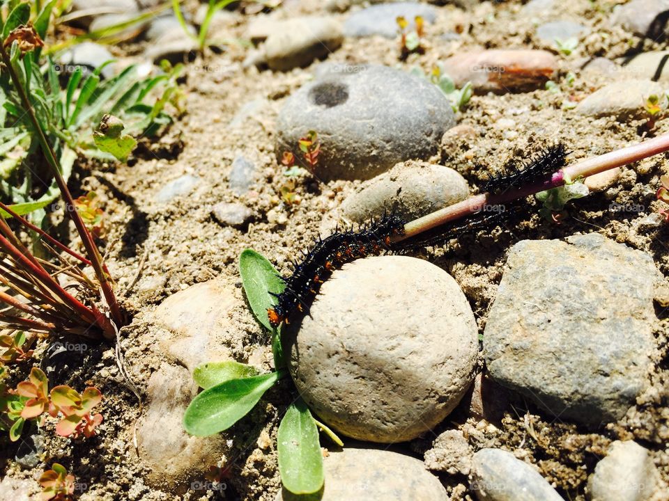 Ground Level Shot Caterpillar 