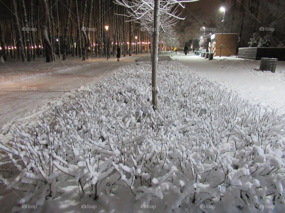 snow on the bushes in the park, a walk in the city in winter