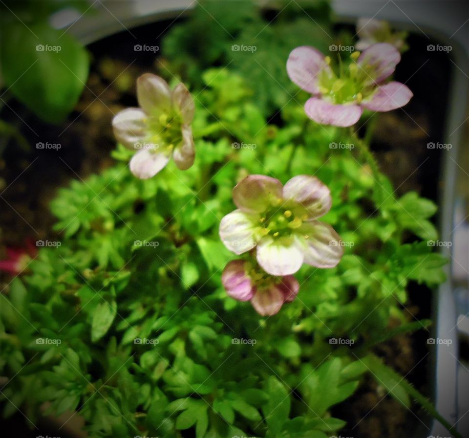 tiny flower rockfoil