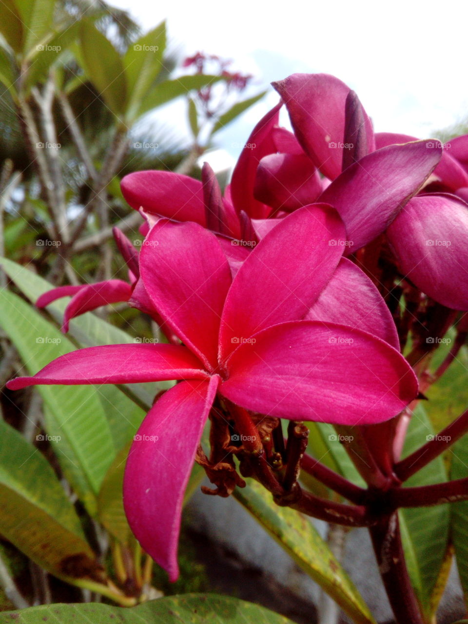 Pink Flowering Tree