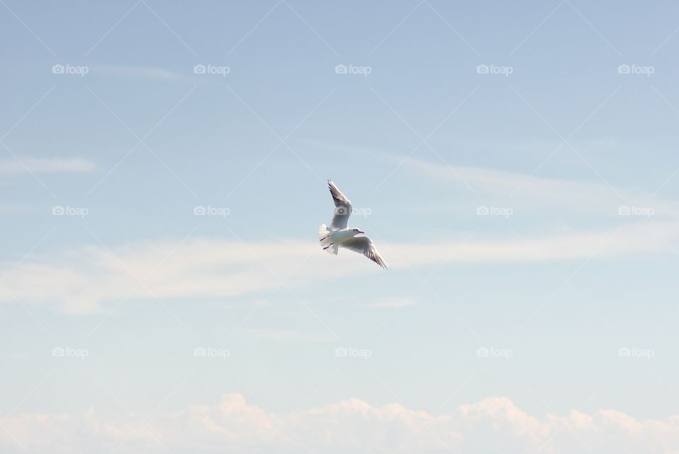 A seagull is flying in the sky