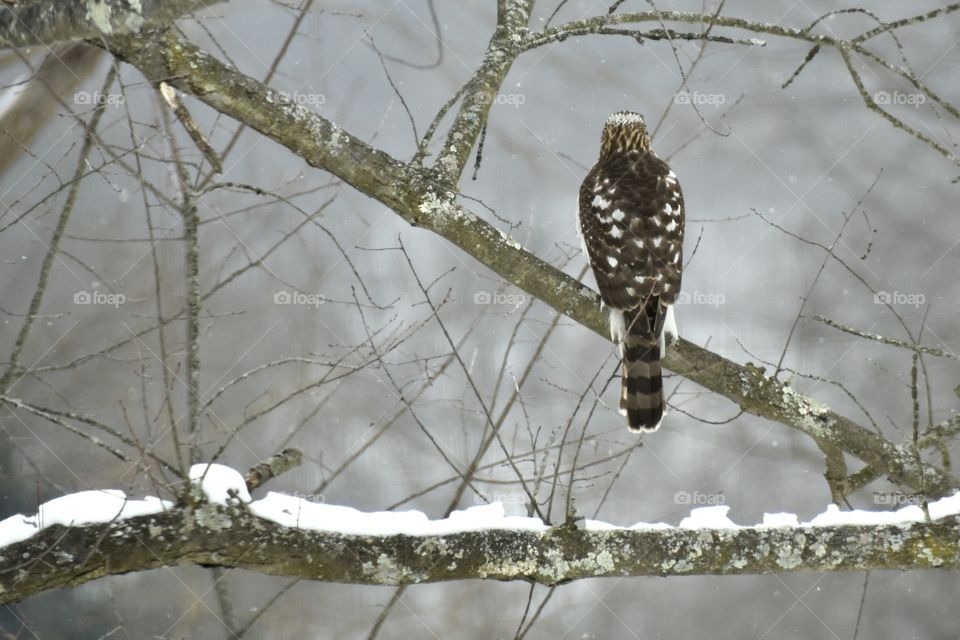 Cooper’s Hawk perched on a tree, muted color