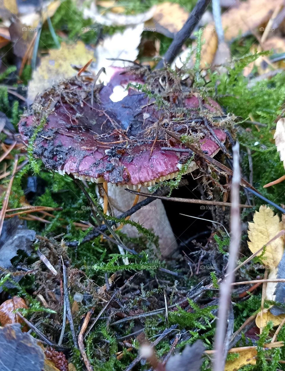 mystical mushrooms autumn time