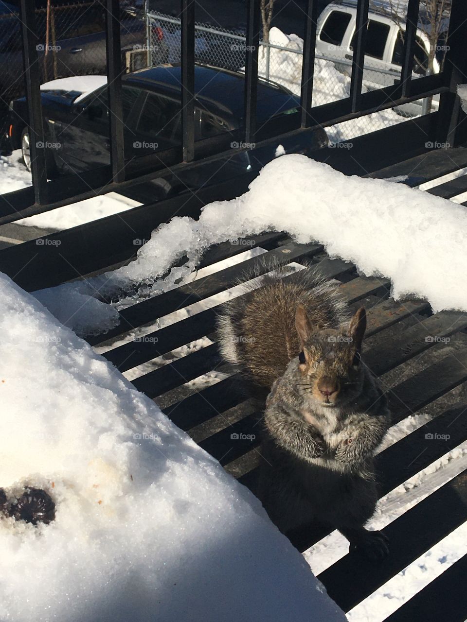 Squirrel on fire escape with snow