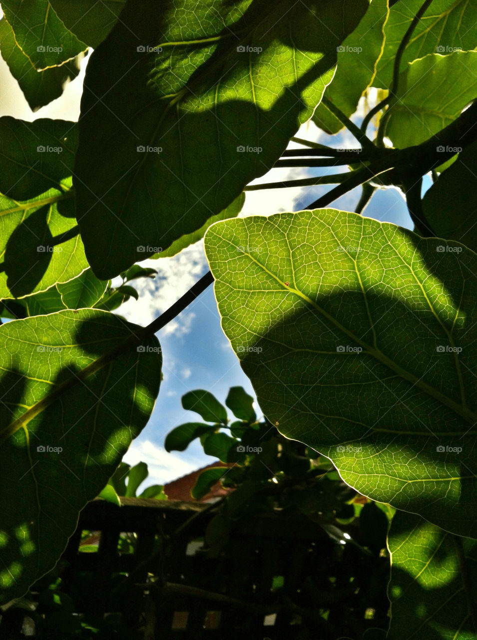 sky green light tree by tomrobbarber