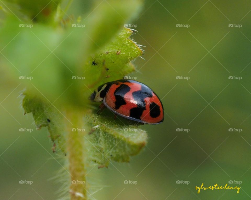 a ladybug is hiding in the leaves looking for a place to sleep