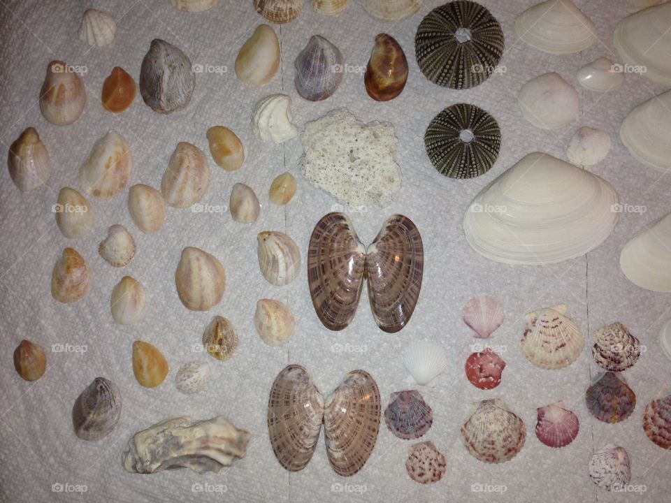 Seashells 