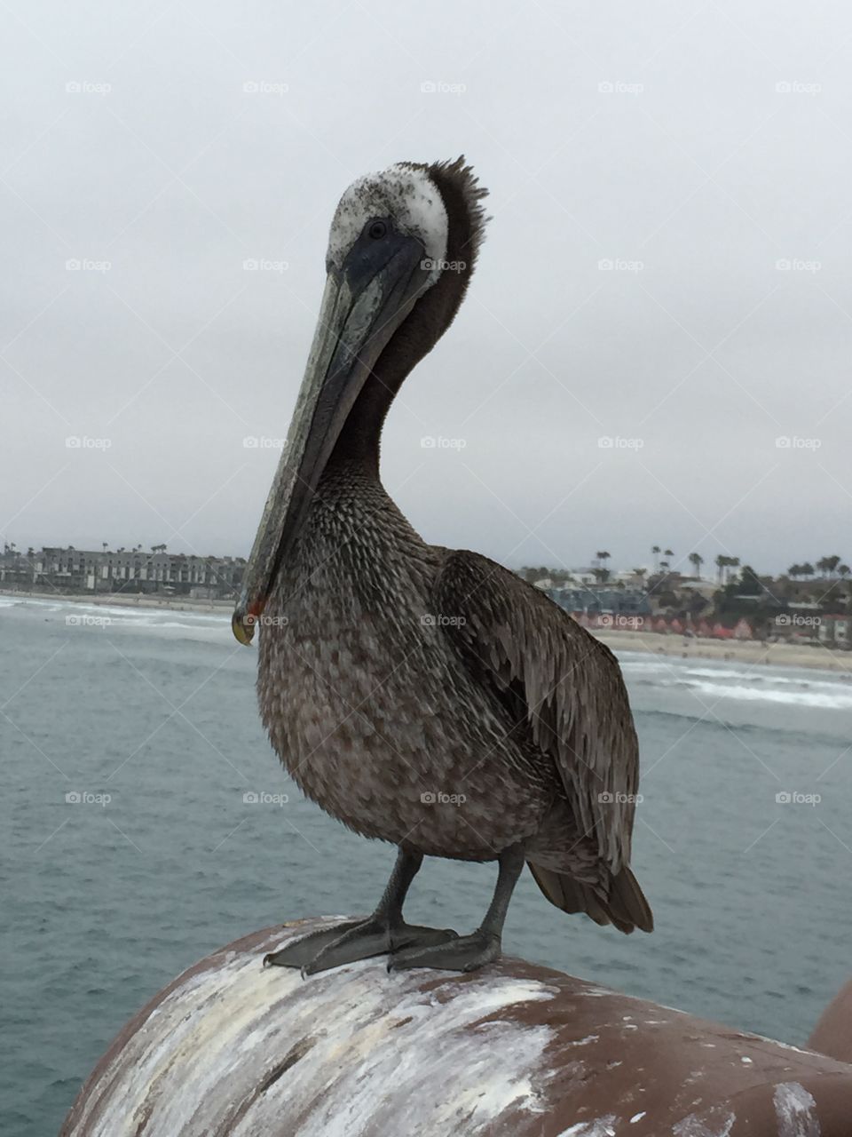 Pelican at pier