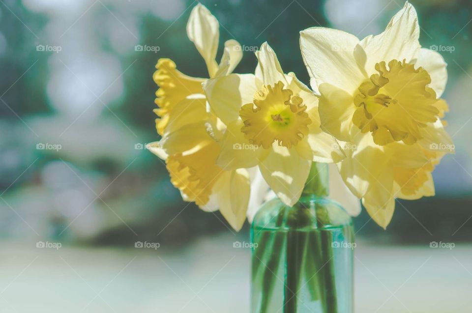 Spring daffodil 