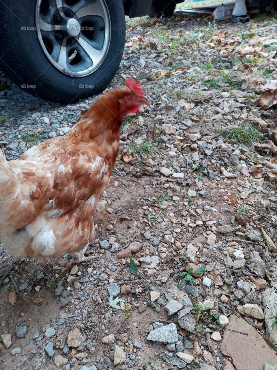 we've got us a new visitor today! she just wondered into our yard this morning. maybe she'll leave an egg.