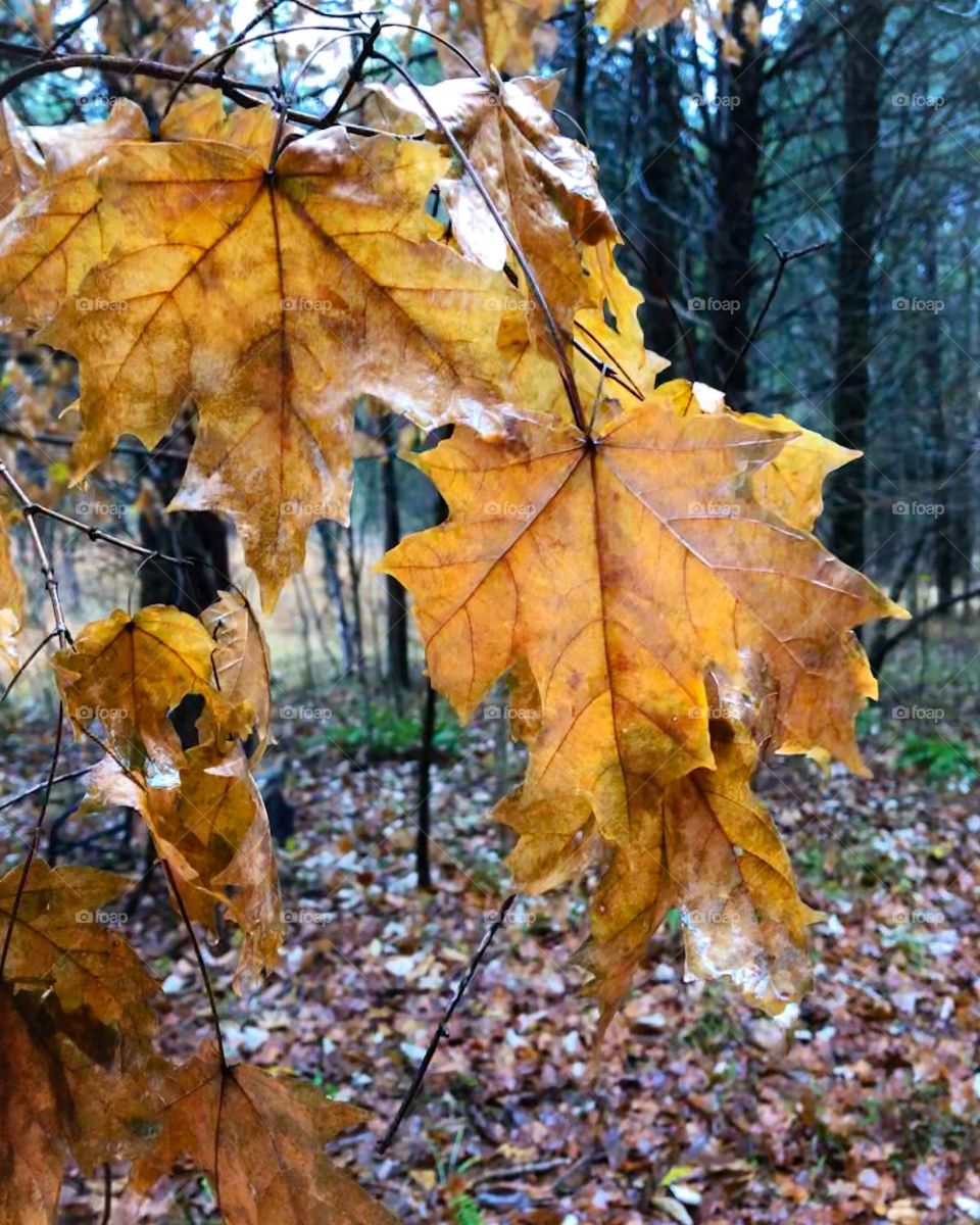 autumn leaves in the woods 