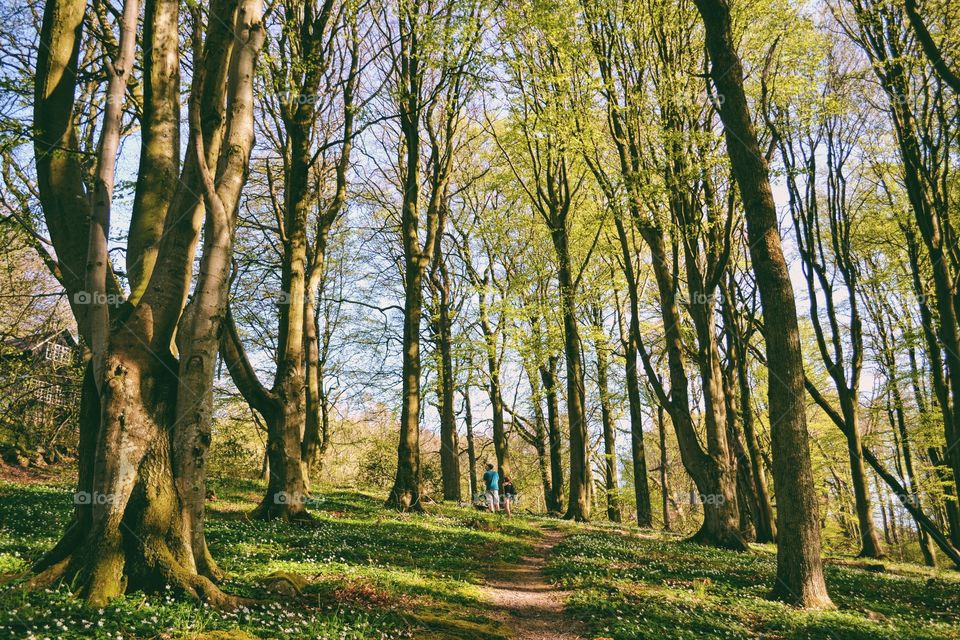 Wood, Tree, Landscape, Nature, No Person