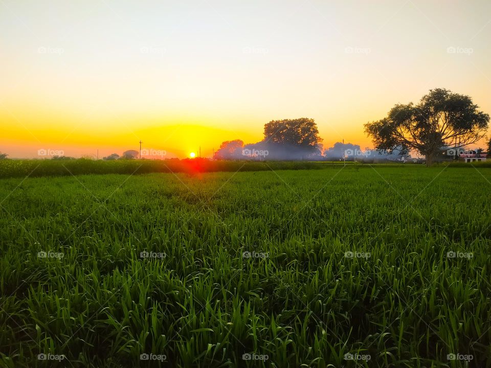 Beautiful colorful sunset over the wheat plant field with foggy and trees