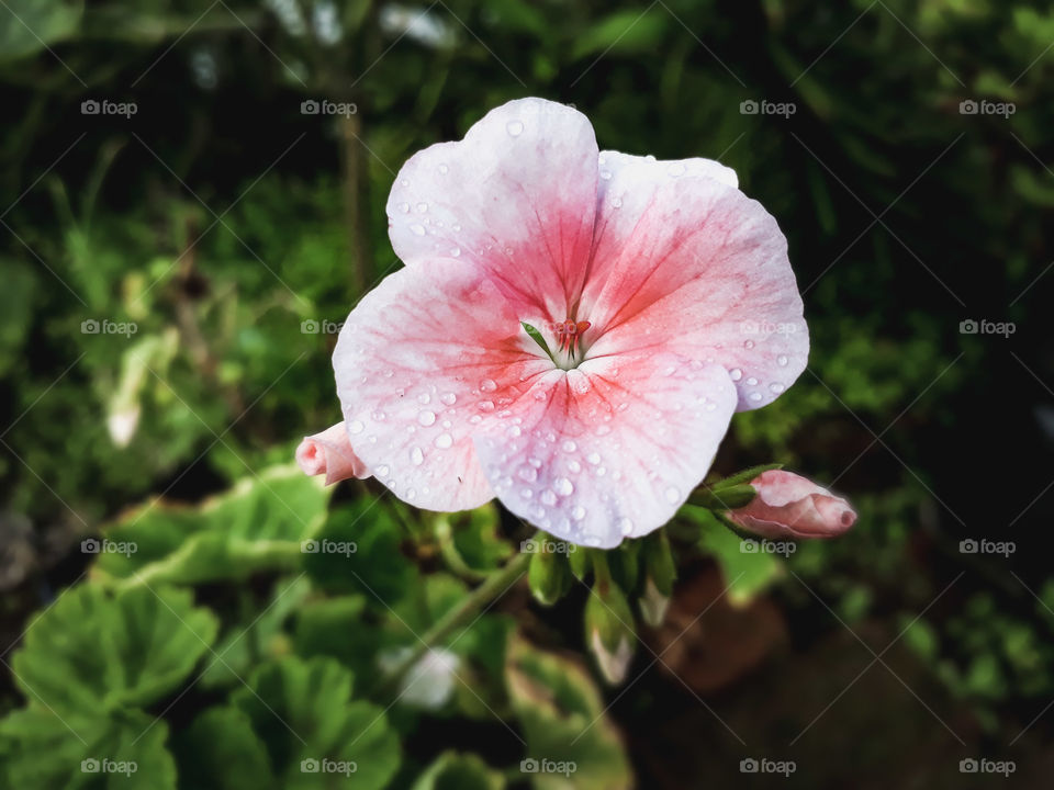 Tiny dew drops on flower