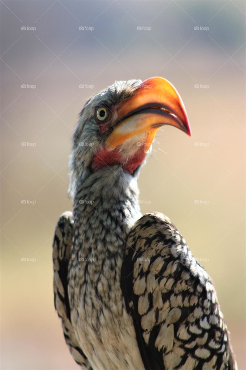 Southern yellow-billd hornbill