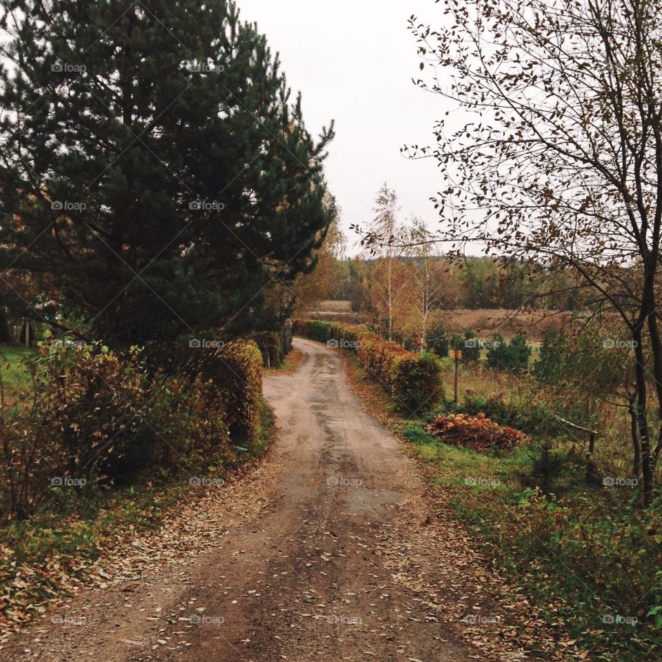 Empty road against autumn trees