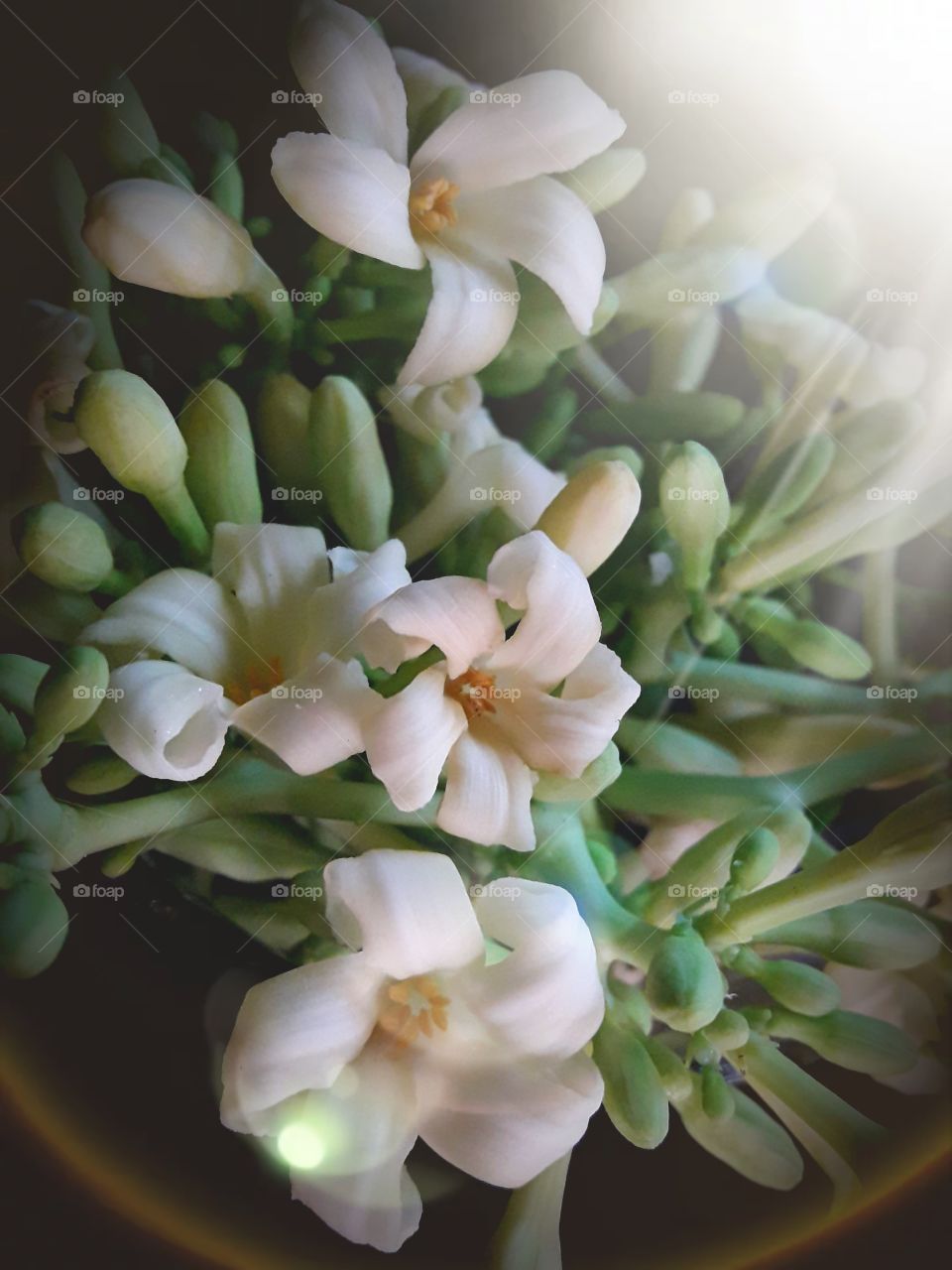 Papaya flowers