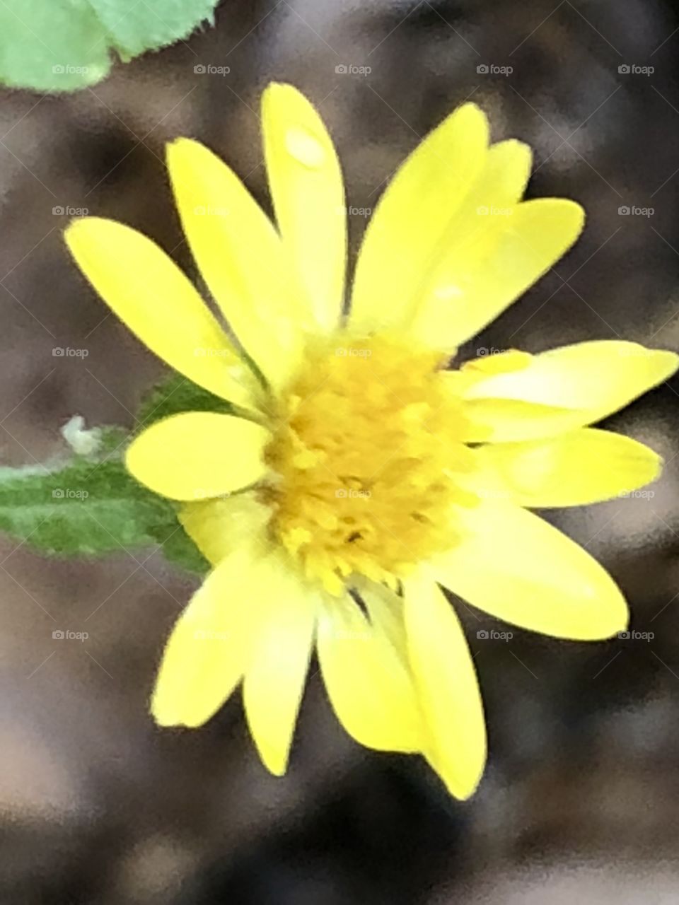 Pretty little yellow flower