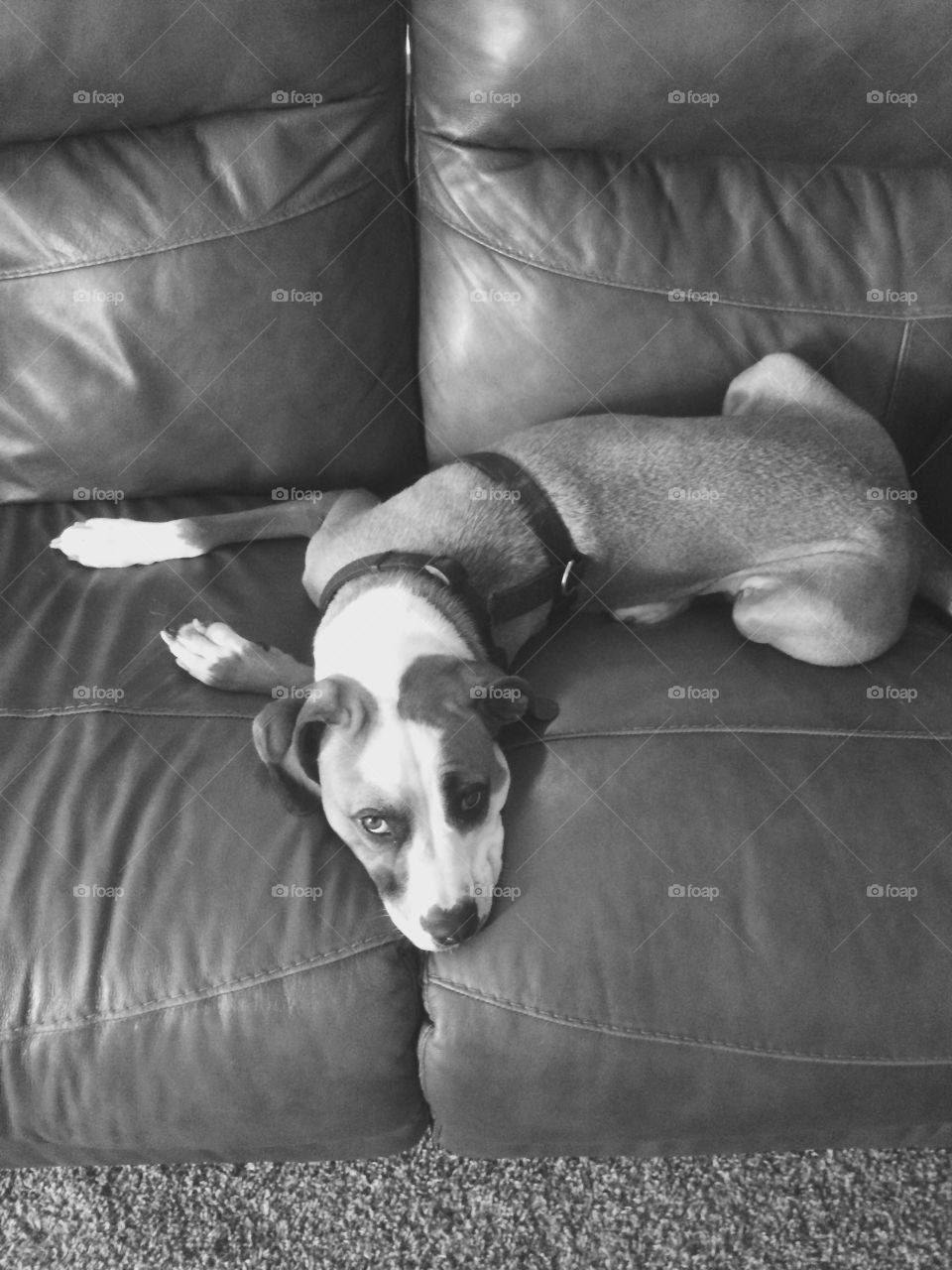 Disgruntled puppy. Pouting puppy