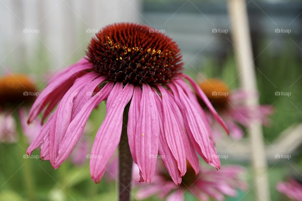 Wilting in the heat from a hot summers day but still pretty ... 