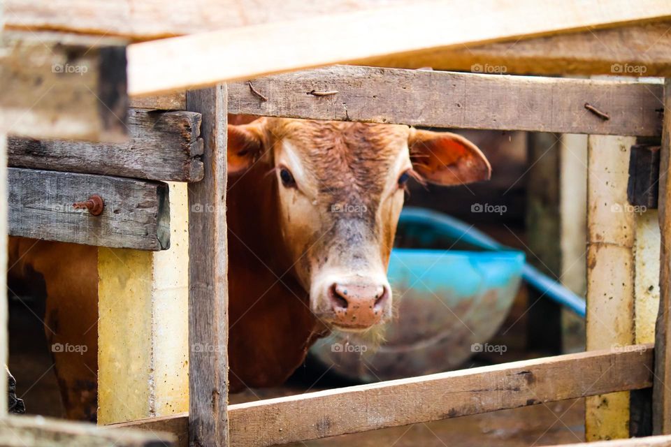 A cow looking through the wooden fences